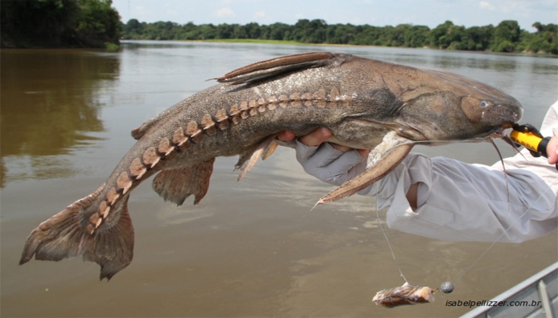 Peixe Abotoado ou Armau - Água doce