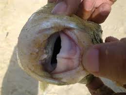 dente-baiacu A pesca do Baiacu