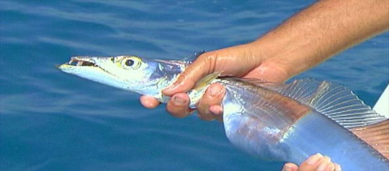 Pesca do peixe espada