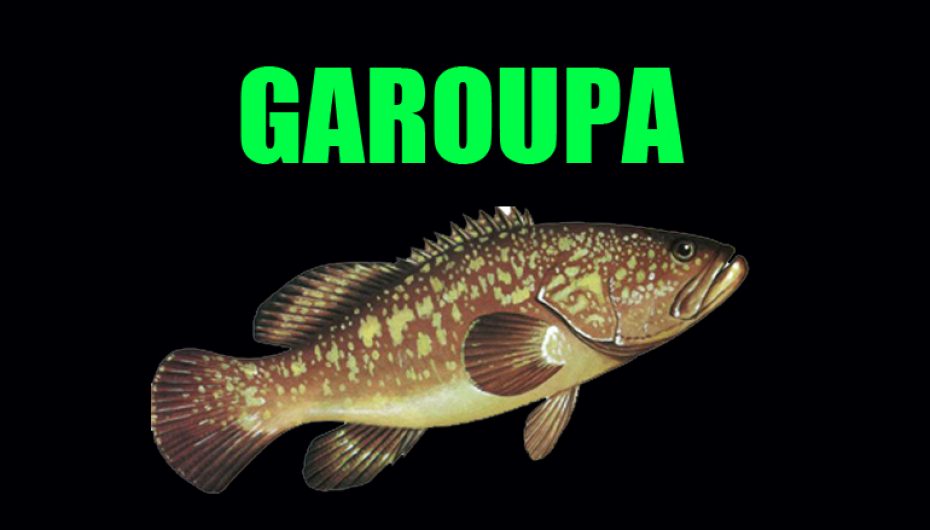 Garoupa