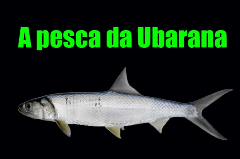 A pesca da Ubarana