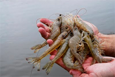 conservando-camarão Iscas naturais pesca de praia