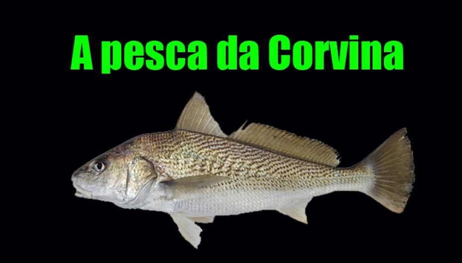 Pesca da Corvina