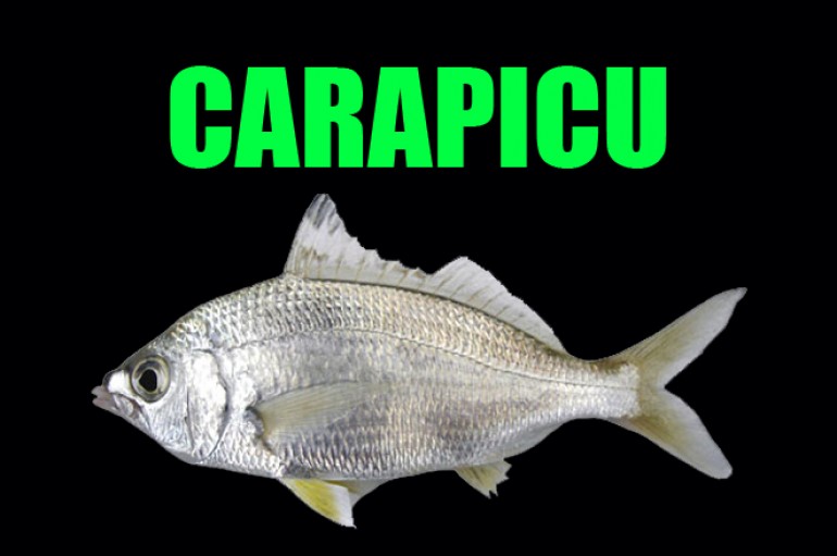 Pesca de Carapicu