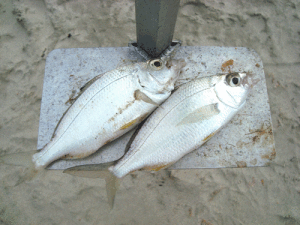 carapicu-300x225 Pesca de Carapicu