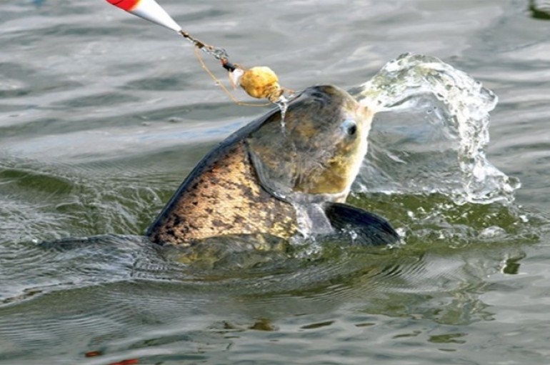 Pesca da Carpa