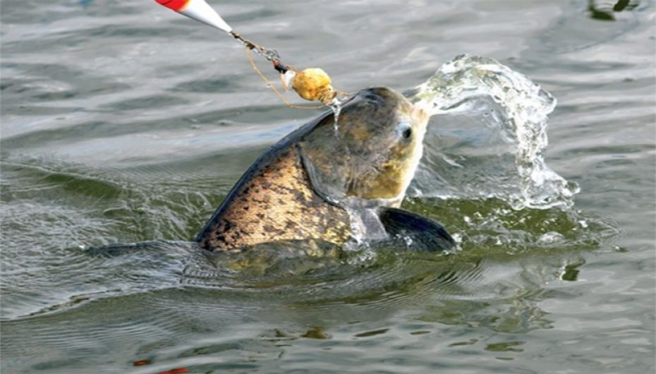 Pesca da Carpa