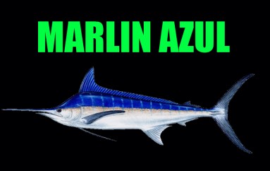 Marlin Azul