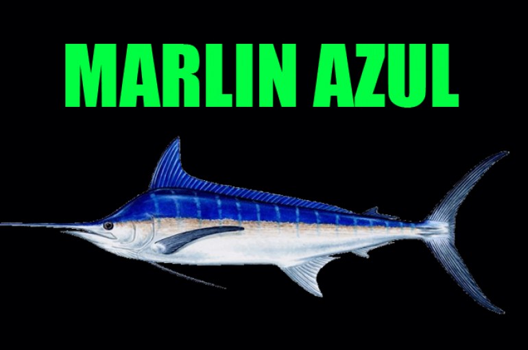 Marlin Azul