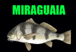 Miraguaia