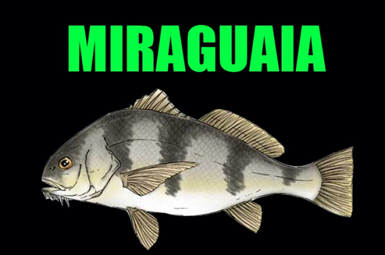 Miraguaia