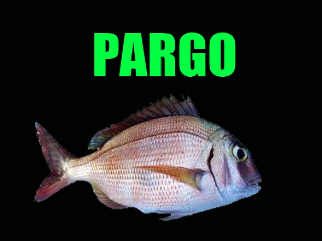 Pargo - Dicas e curiosidades sobre este peixe