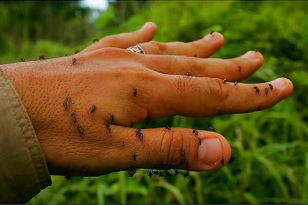 mosquito-na-mão Dica para afastar mosquitos