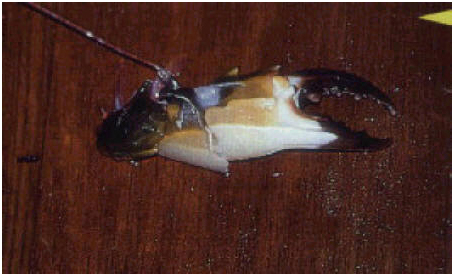 pata-carangueijo Dicas para pesca de Costão