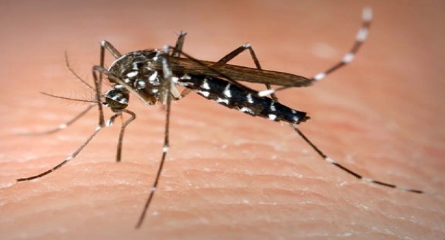 pernilongo Repelente contra dengue