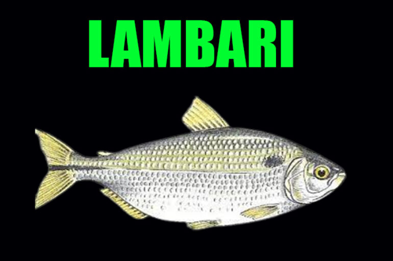 Lambari – Técnicas e dicas sobre sua pescaria