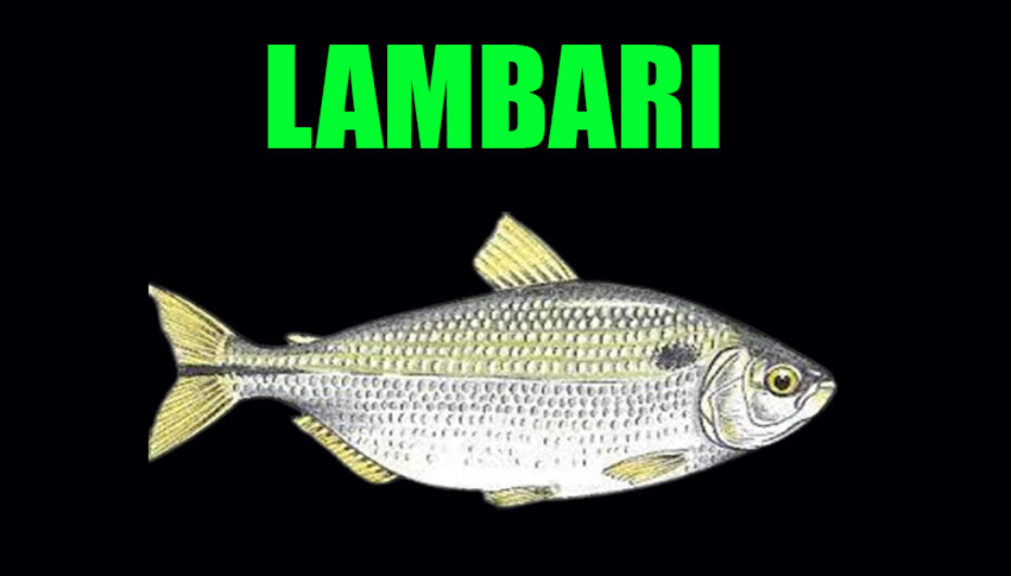 Lambari – Técnicas e dicas sobre sua pescaria